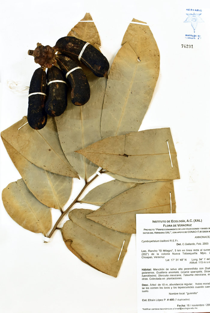 Cymbopetalum baillonii